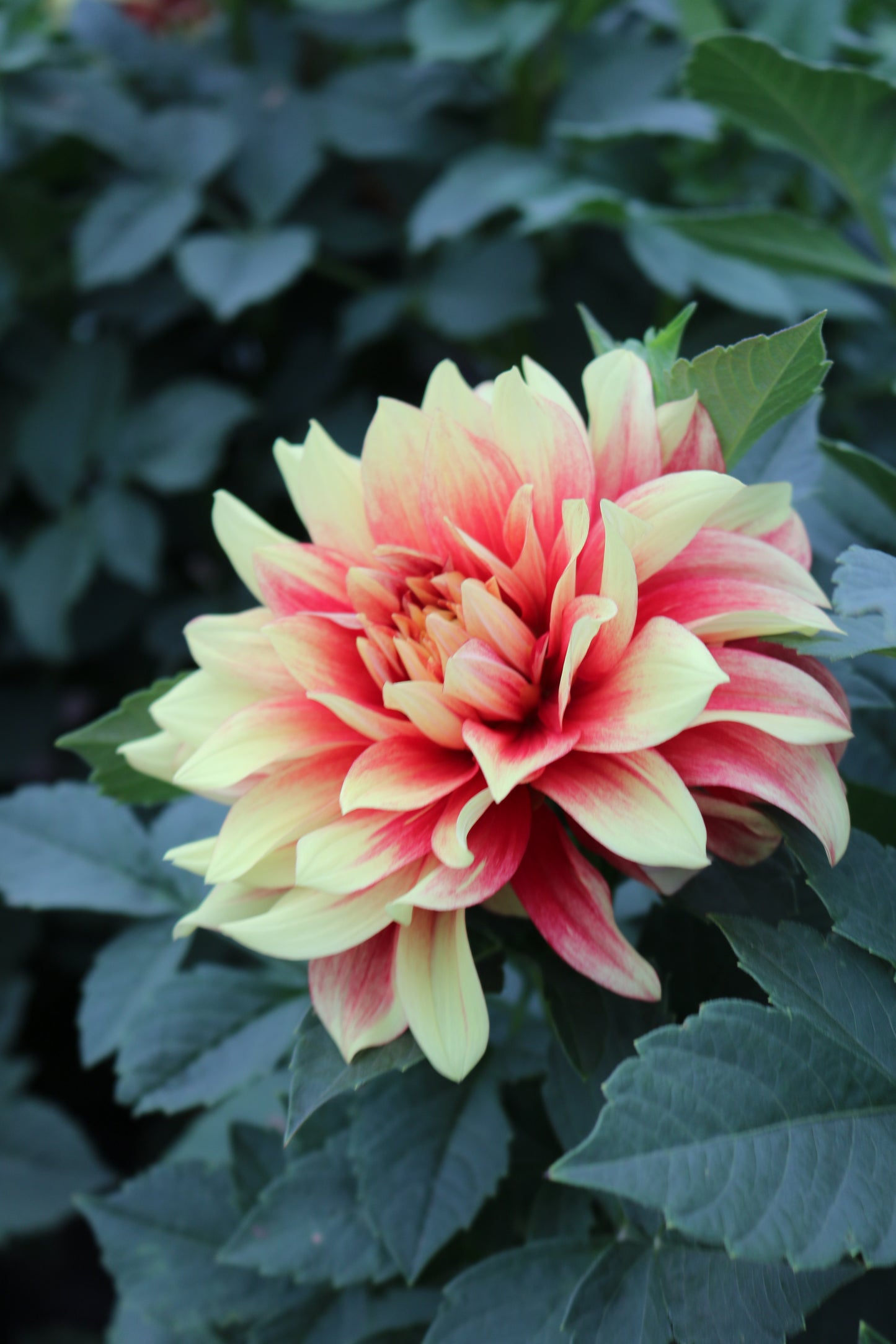 RC- Dahlia 'Dazzling Sun'