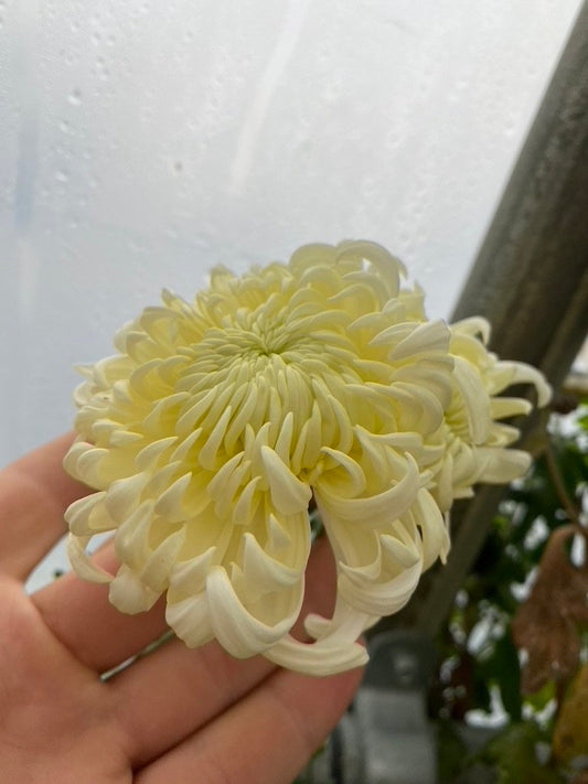 RC- Heirloom Chrysanthemum 'Mt. Shasta'