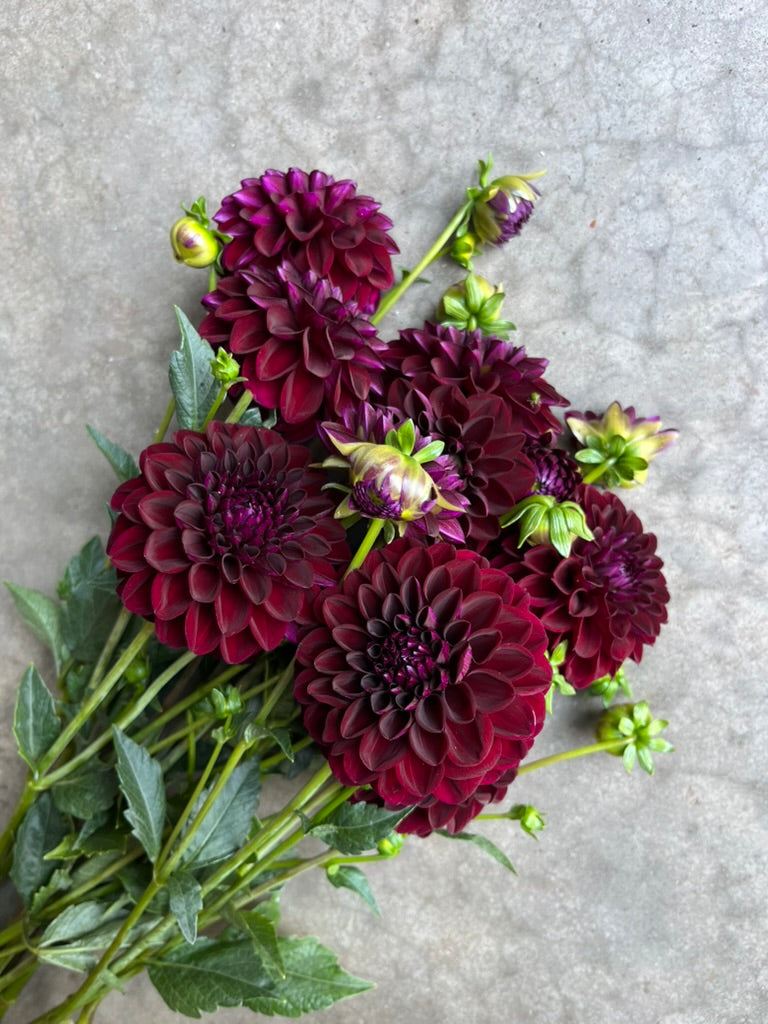 RC- Dahlia 'Gypsy Night'  (4 pack)