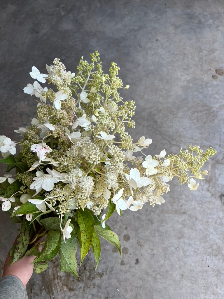 Bare Root Shrub - Hydrangea 'Tardiva' (10 ct)