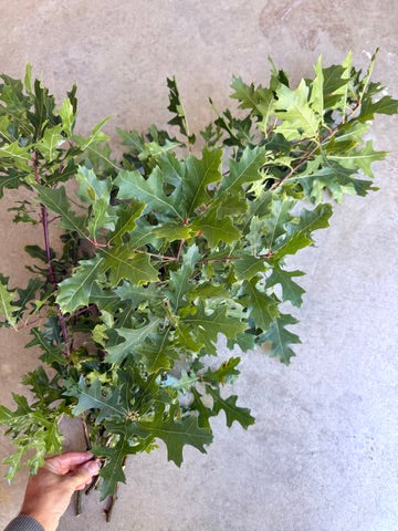 Bare Root - Pin Oak (10 ct)