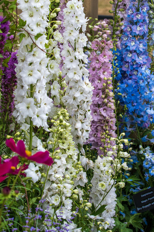 Delphinium 'Guardian Mix'