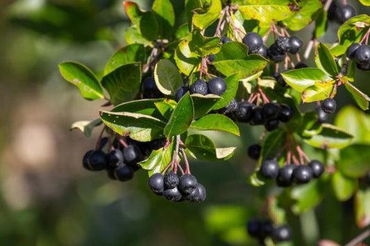 Quart - Aronia melanocarpa Black Chokeberry