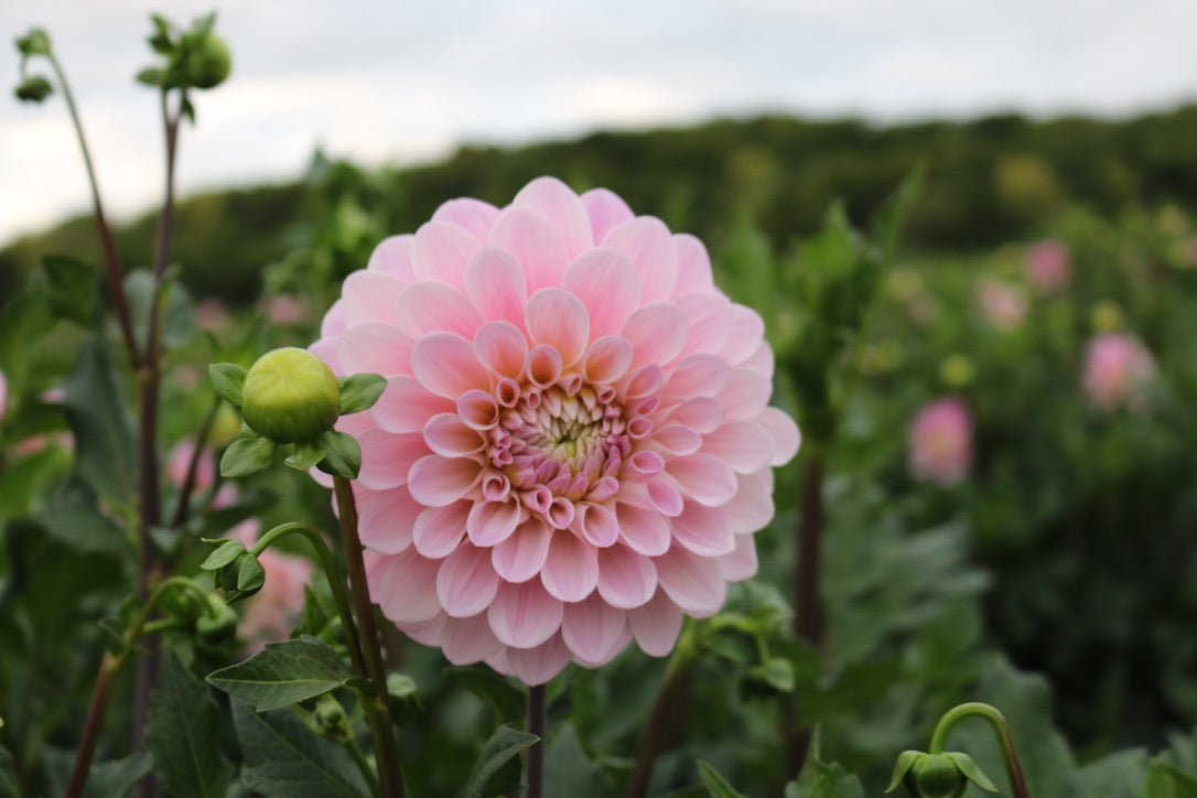 RC- Dahlia 'Sweet Nathalie'  (4 pack)