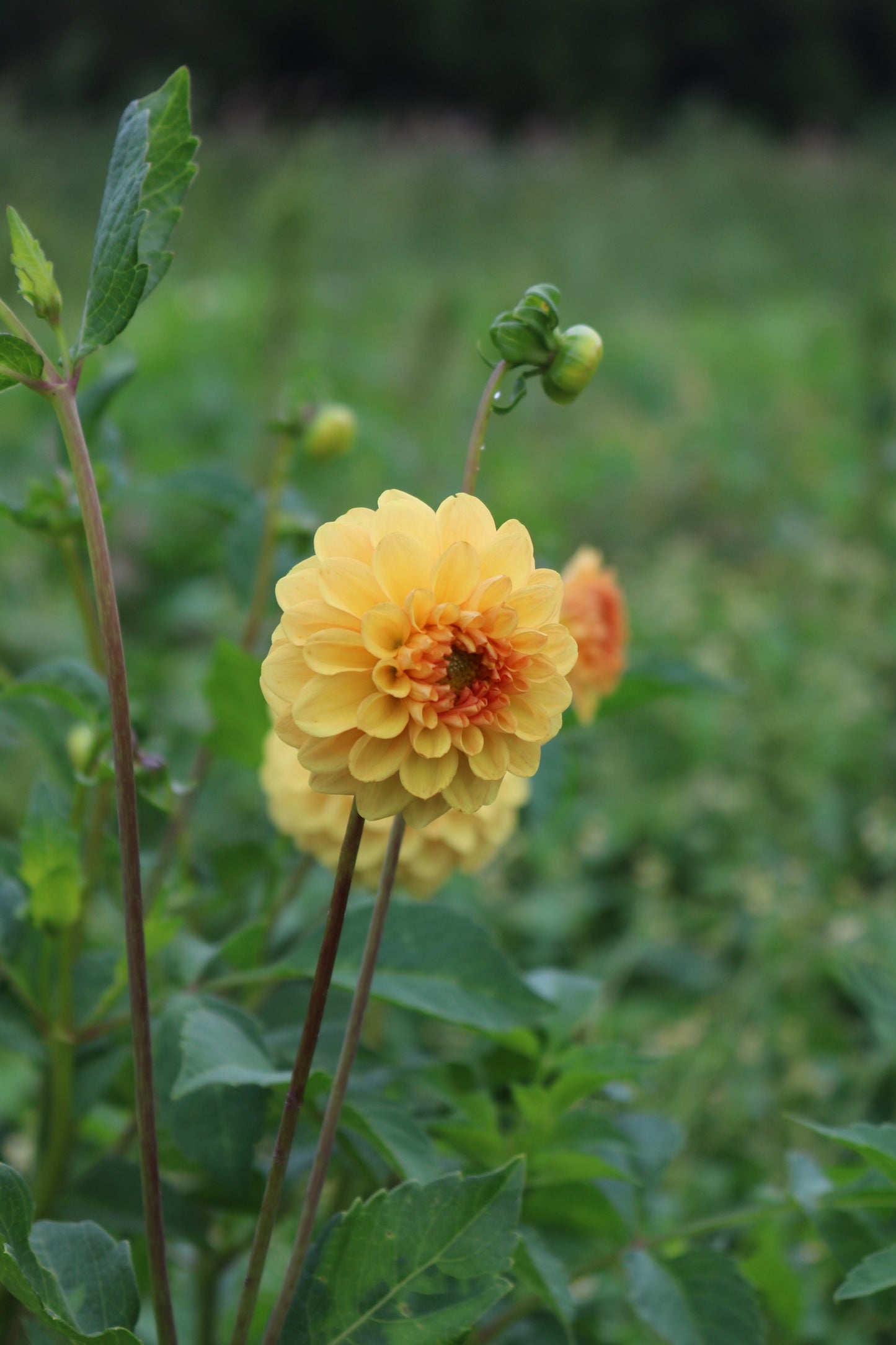 Dahlia Tuber 'Golden Scepter'