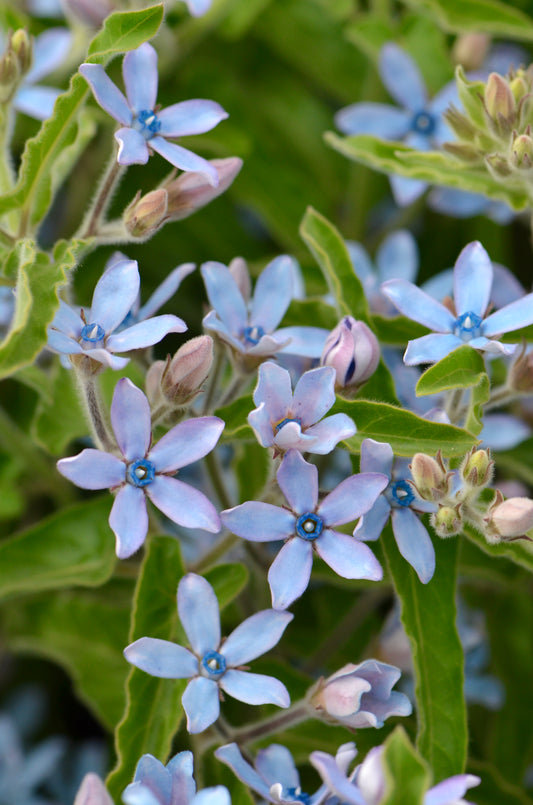 Tweedia 'Heavenly Blue'