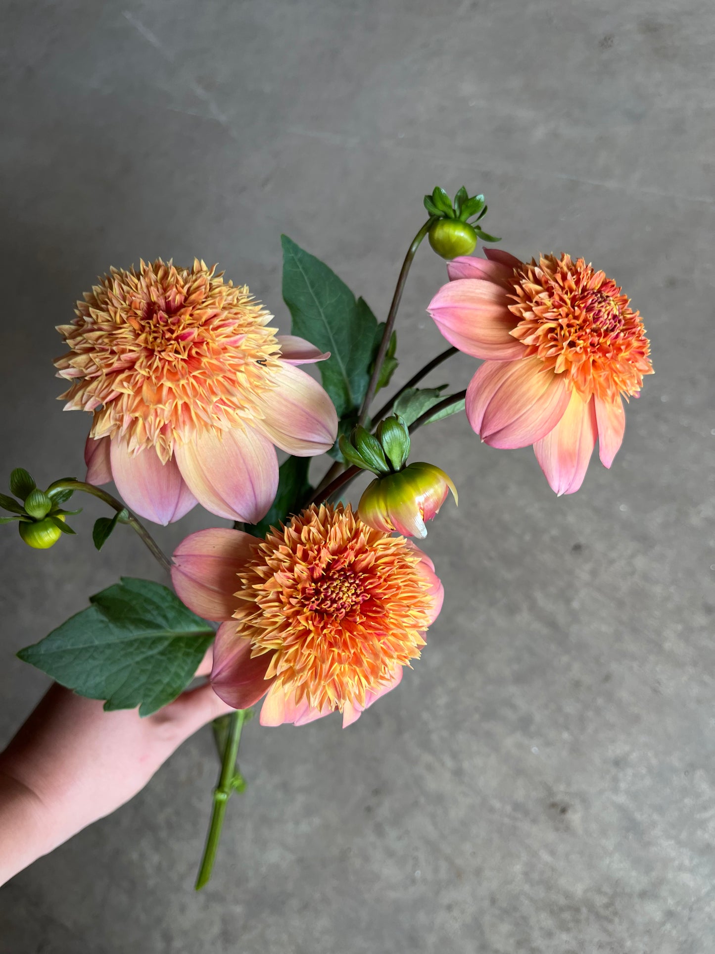 RC- Dahlia 'Sandia Brocade'  (1 plant)