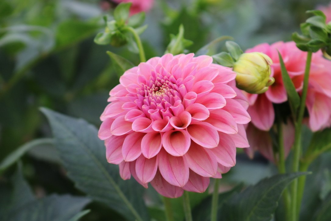 RC- Dahlia 'Rock Run Ashley'