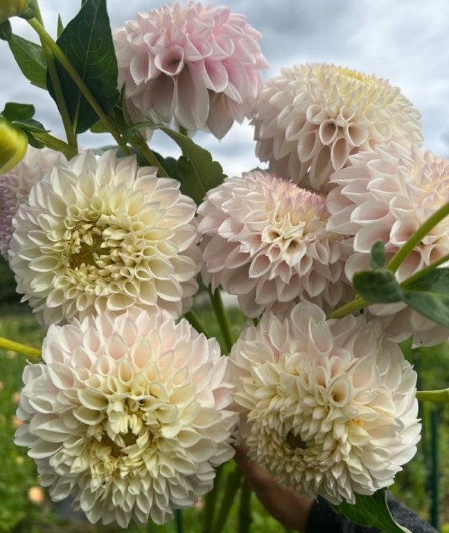 Dahlia Tuber 'Pink Pearl'