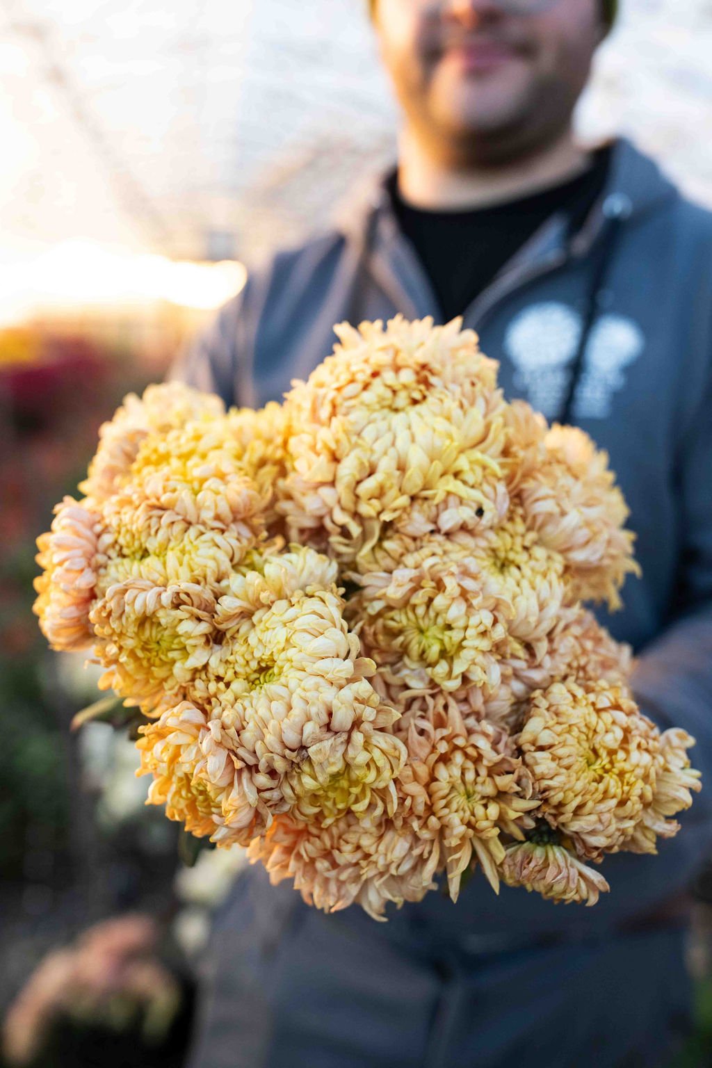 RC- Heirloom Chrysanthemum 'Apricot Alexis'