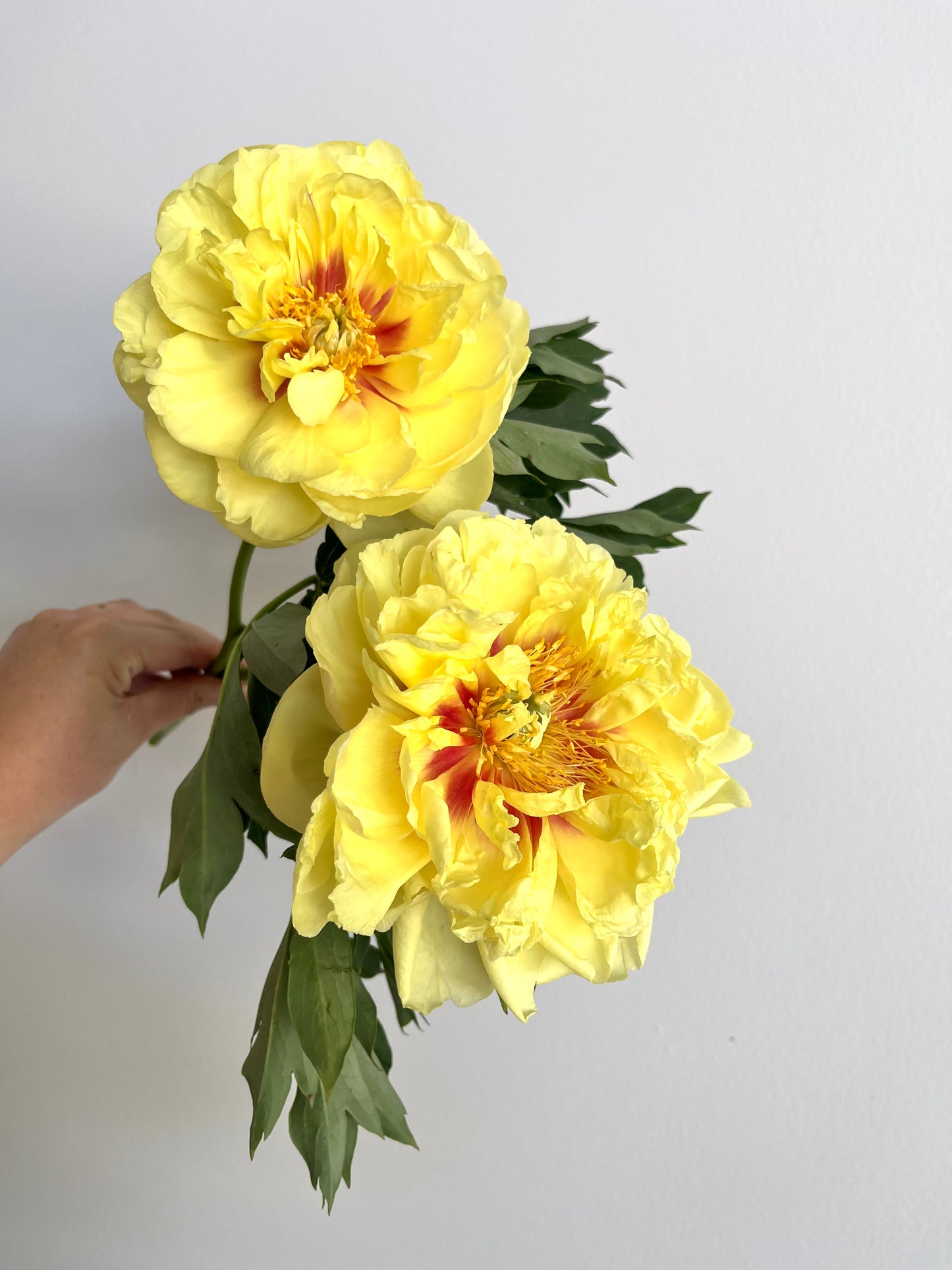 Peony Bare Root - 'Bartzella'