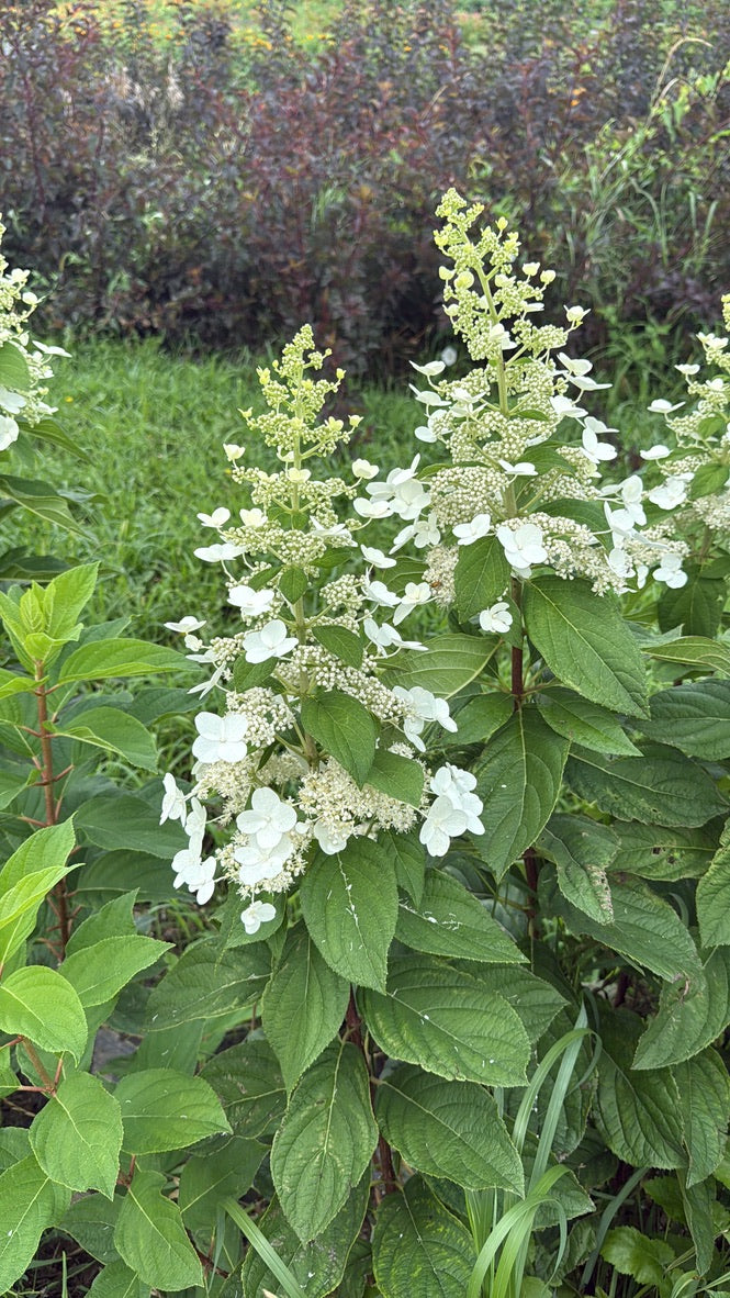 Bare Root Shrub - Hydrangea 'Tardiva' (10 ct)