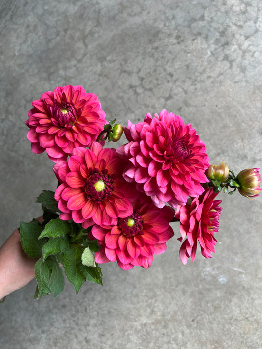 RC- Dahlia 'Salmon Runner'  (1 plant)