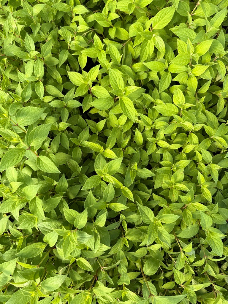 Quart Shrub - Hydrangea paniculata 'Hercules'