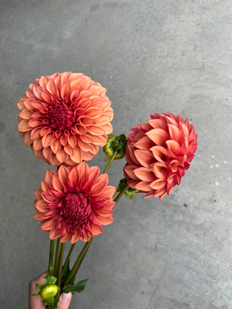 RC- Dahlia 'Orange Globe'  (1 plant)