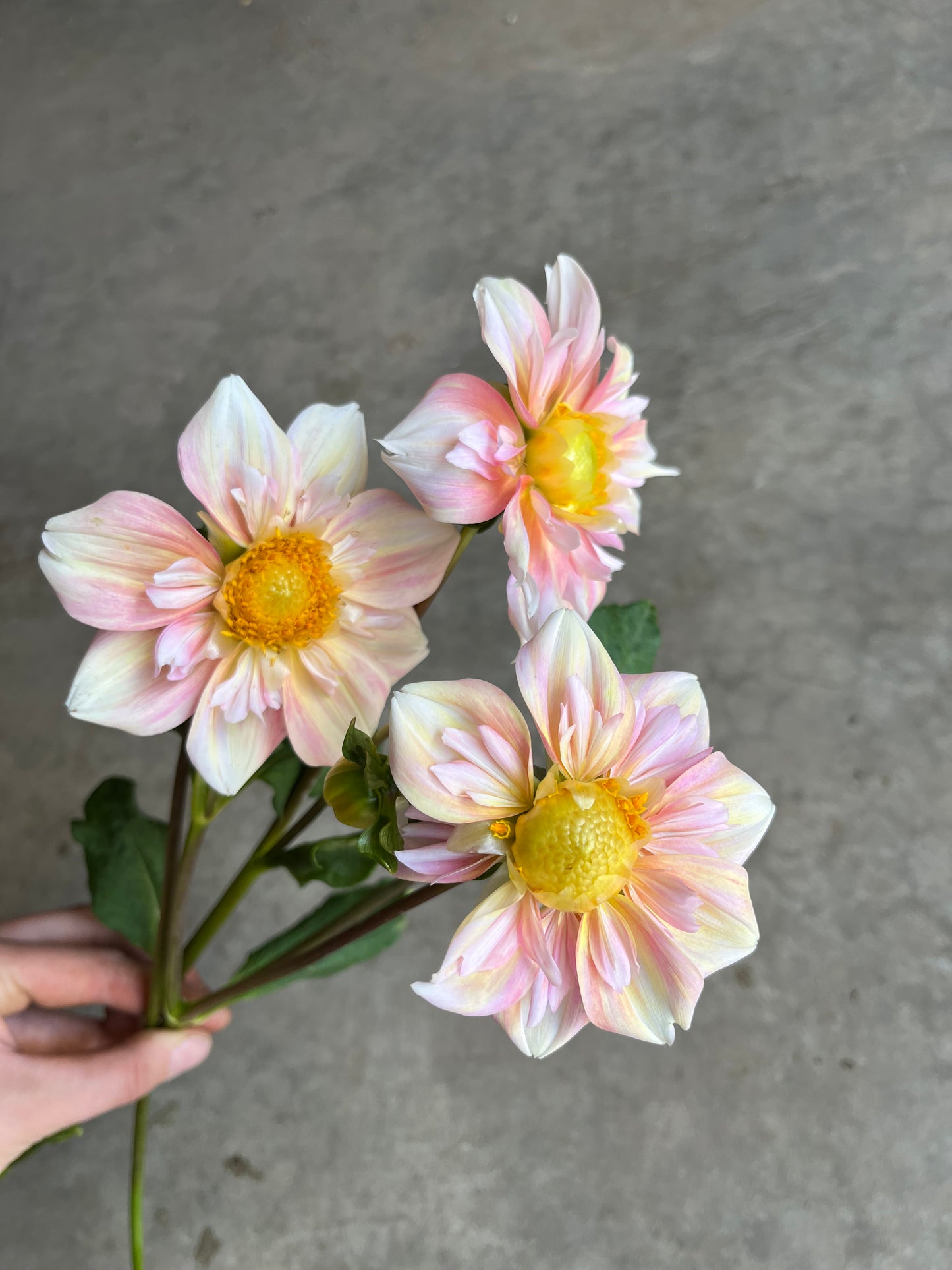 RC- Dahlia 'Appleblossom'  (4 pack)