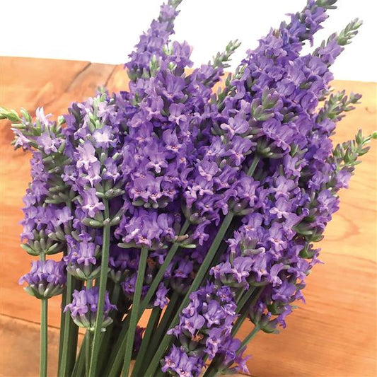 Lavandula x intermedia 'Sensational!'
