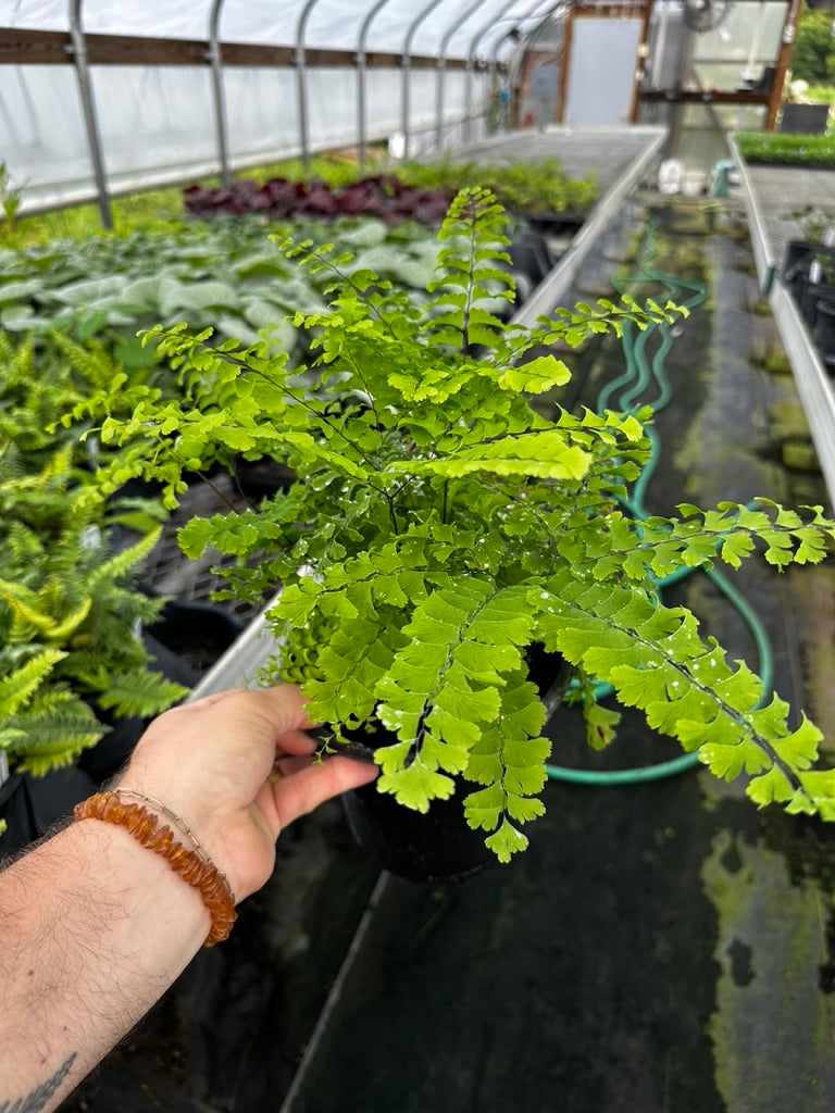 Fern 'Northern Maidenhair' 3 Plants