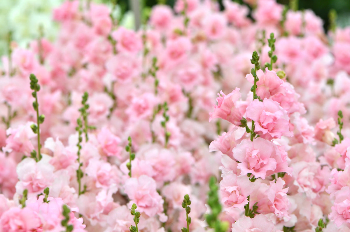 Snapdragon 'Snapstar Pink'