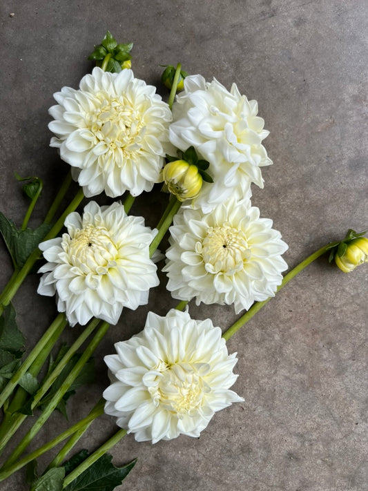 URC Bulk - Dahlia 'Blizzard' (50 ct)