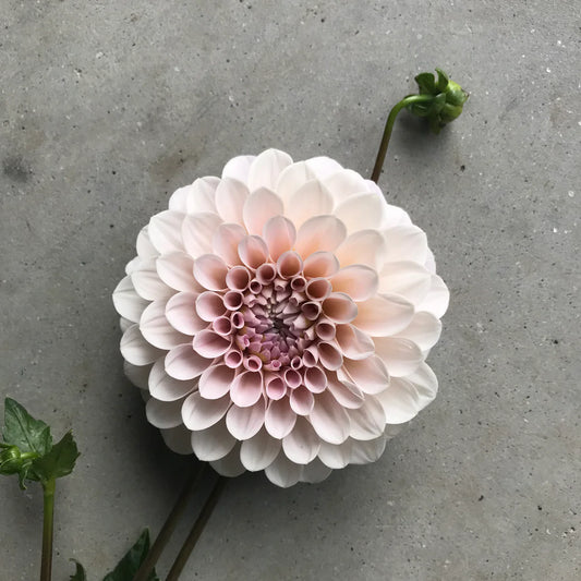 URC Bulk - Dahlia 'Sweet Nathalie' (50 ct)