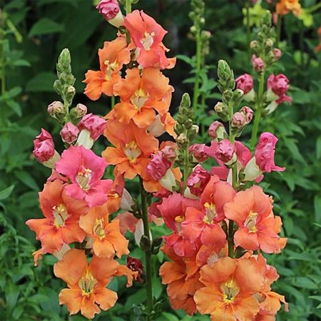 Snapdragon Chantilly Bronze
