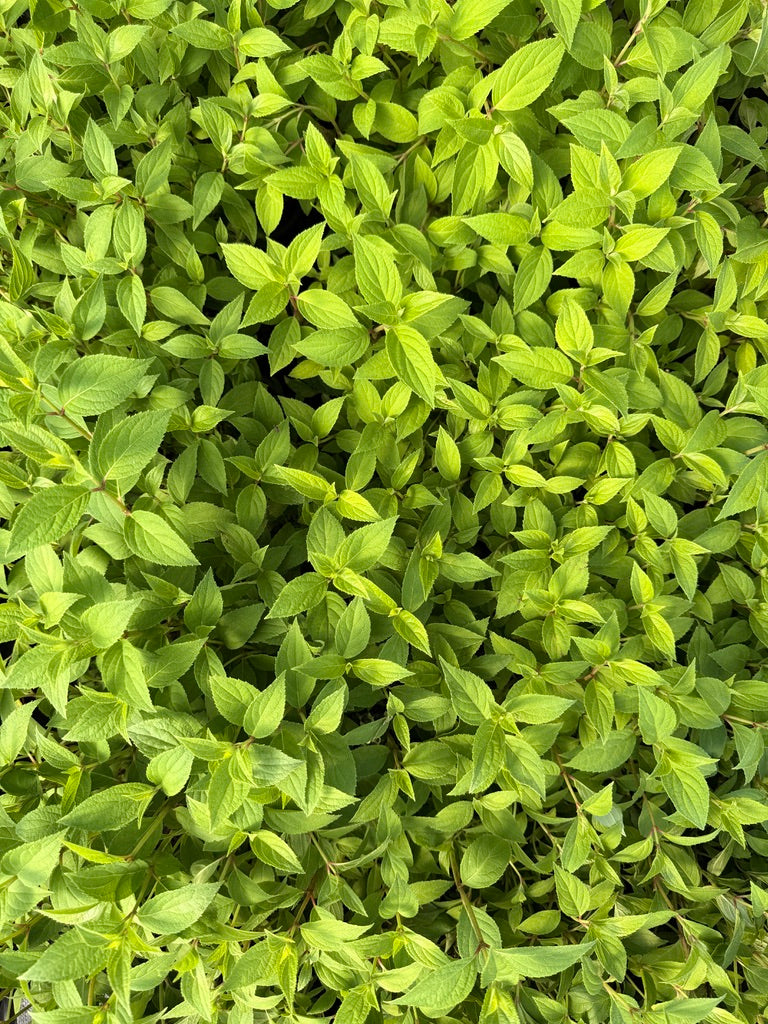 Quart Shrub - Hydrangea paniculata 'Magical Lime Sparkle'