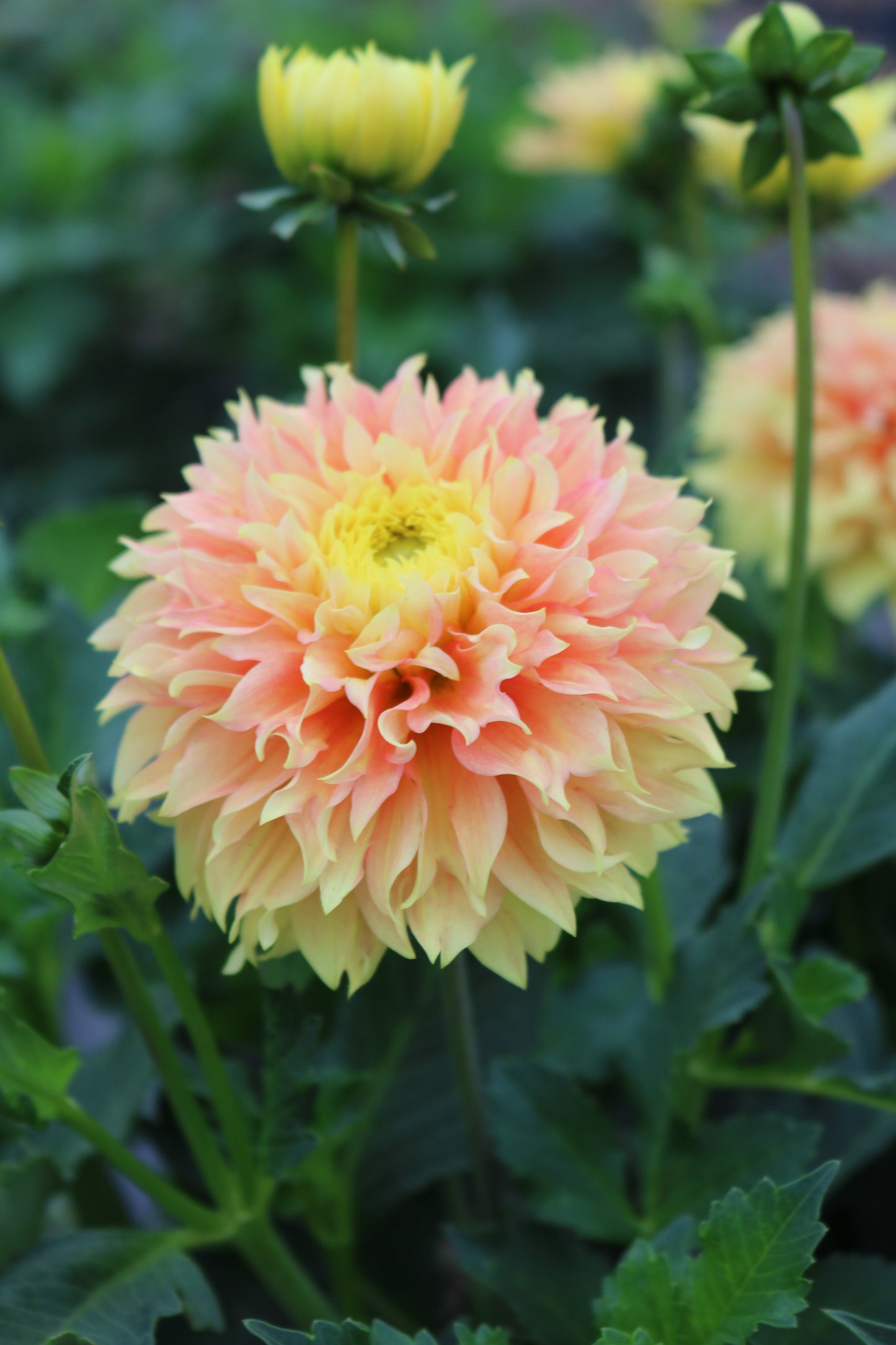 RC- Dahlia 'Deep Impact'