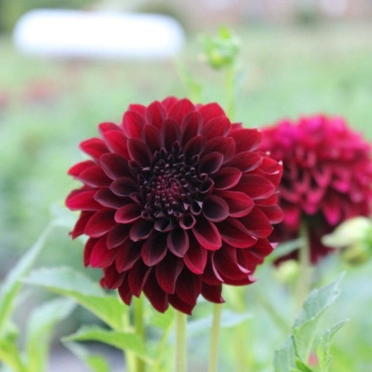 Dahlia Tuber 'Black Satin'