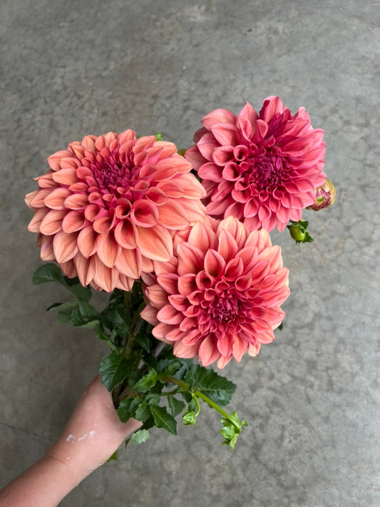 RC- Dahlia 'Orange Globe'  (1 plant)