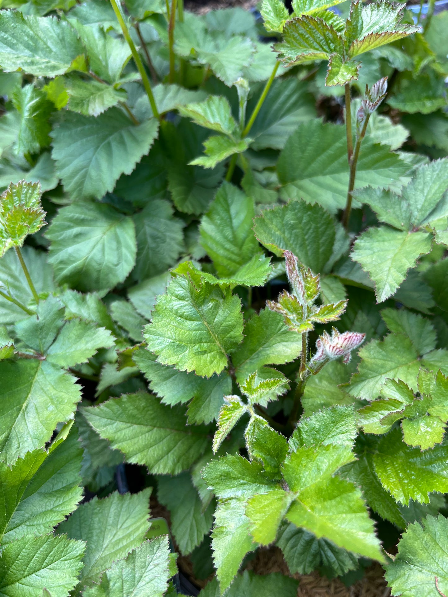 Blackberry 'Chester Thornless'