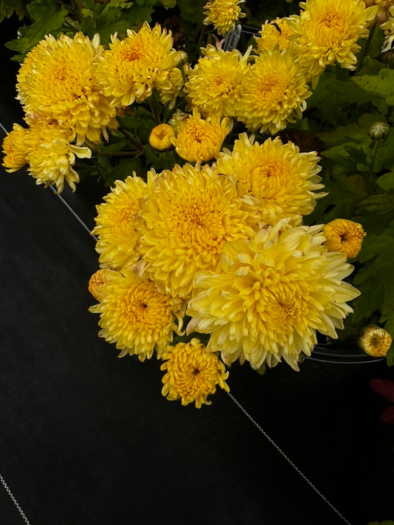 RC- Chrysanthemum 'Irish Linen' (4 pack)