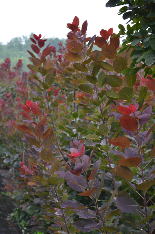 Quart - Cotinus coggygria 'Royal Purple'