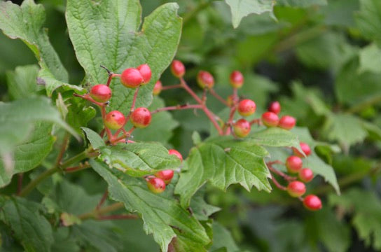 Quart - Viburnum Wentworth
