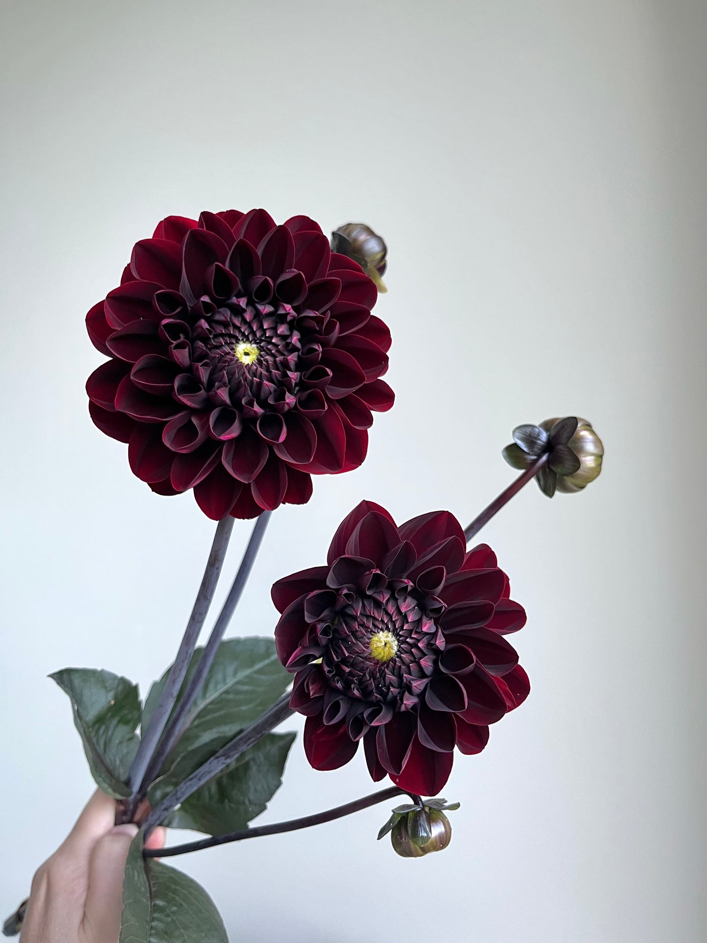 RC- Dahlia 'Manoa'  (4 pack)