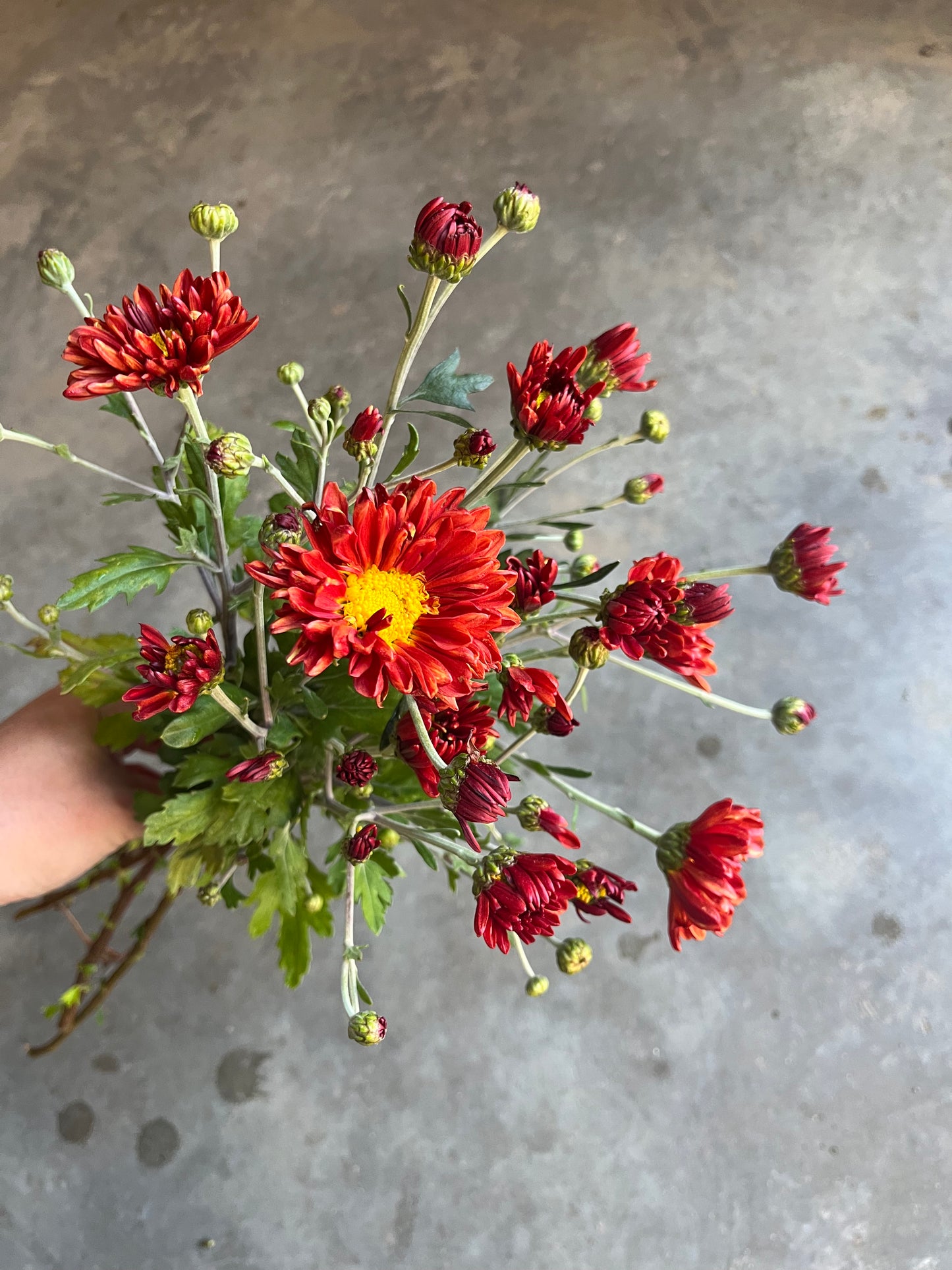 RC- Chrysanthemum 'Mancetta Sunset' (4 pack)