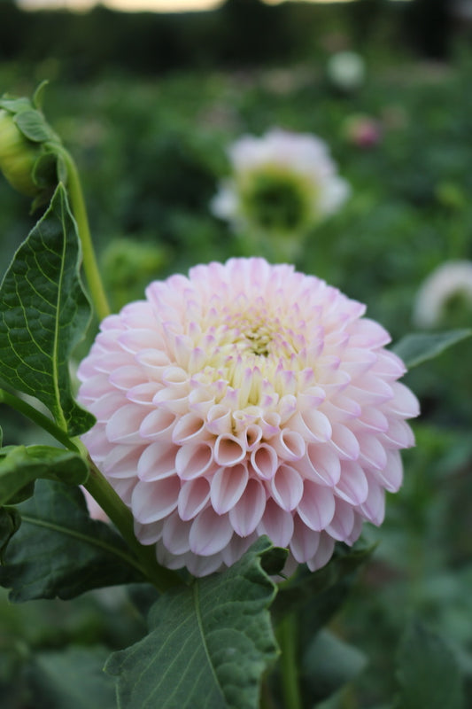 Dahlia Tuber 'Pink Pearl'