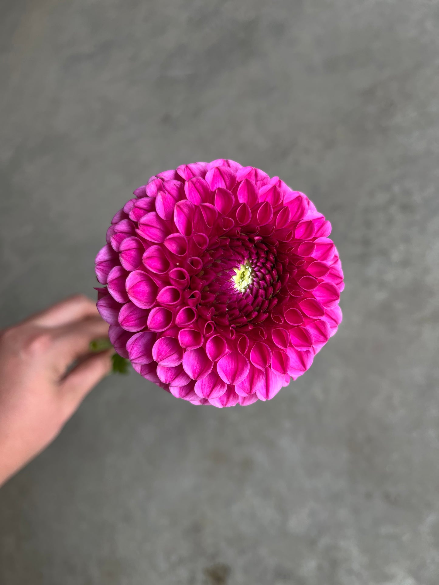 RC- Dahlia 'Tahoma April'  (1 plant)