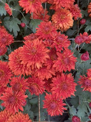 RC- Heirloom Chrysanthemum 'Harvest Dawn'