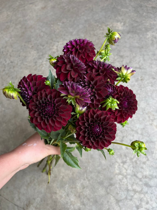 RC- Dahlia 'Gypsy Night'  (4 pack)