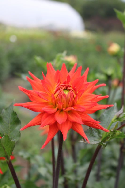 RC- Dahlia 'Hot Shot'