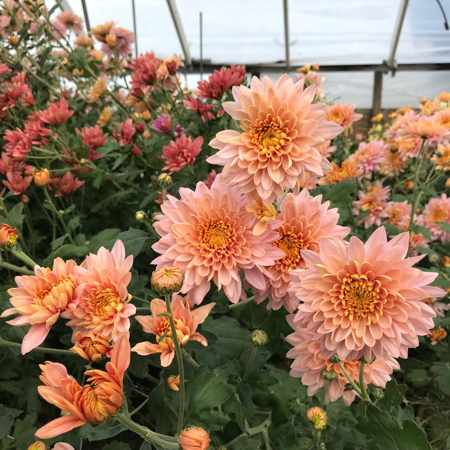 RC- Chrysanthemum 'Annie Girl' (4 pack)