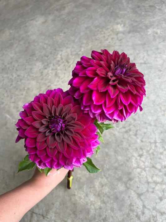 RC- Dahlia 'Diva'  (4 pack)