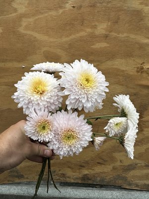 RC- Heirloom Chrysanthemum 'Helen Mae'