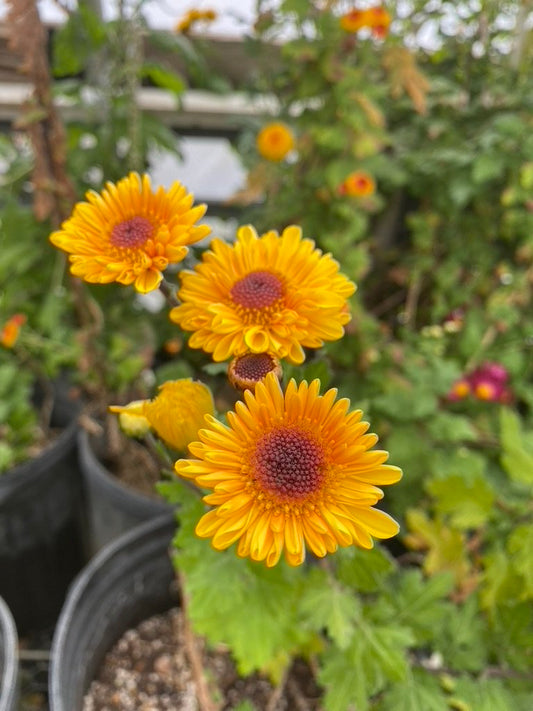 RC- Heirloom Chrysanthemum 'Vyron'