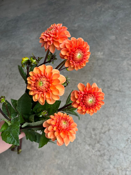 URC 'Sylvia' Dahlia 10 Cuttings