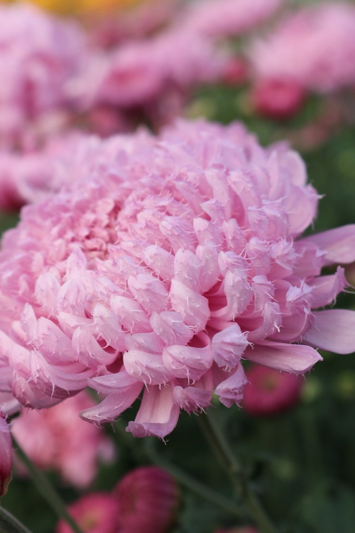 RC- Heirloom Chrysanthemum 'Gertrude'