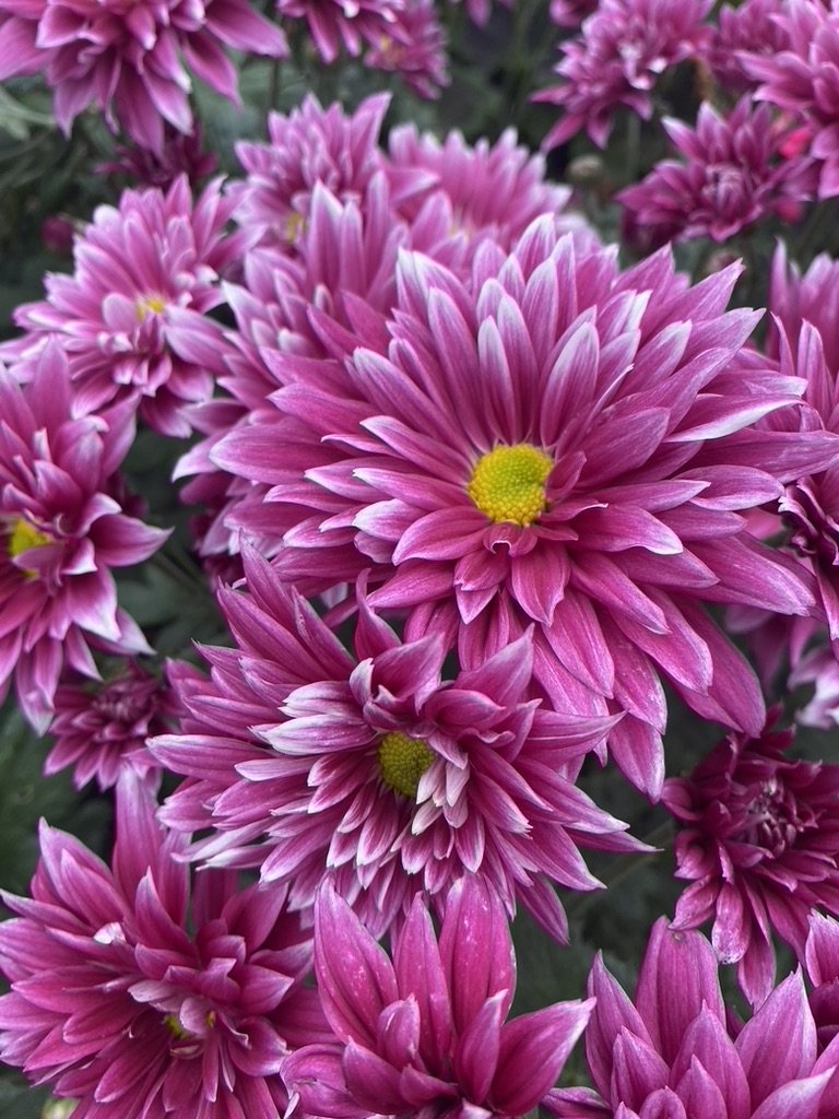 RC- Heirloom Chrysanthemum 'Frosty Morn'