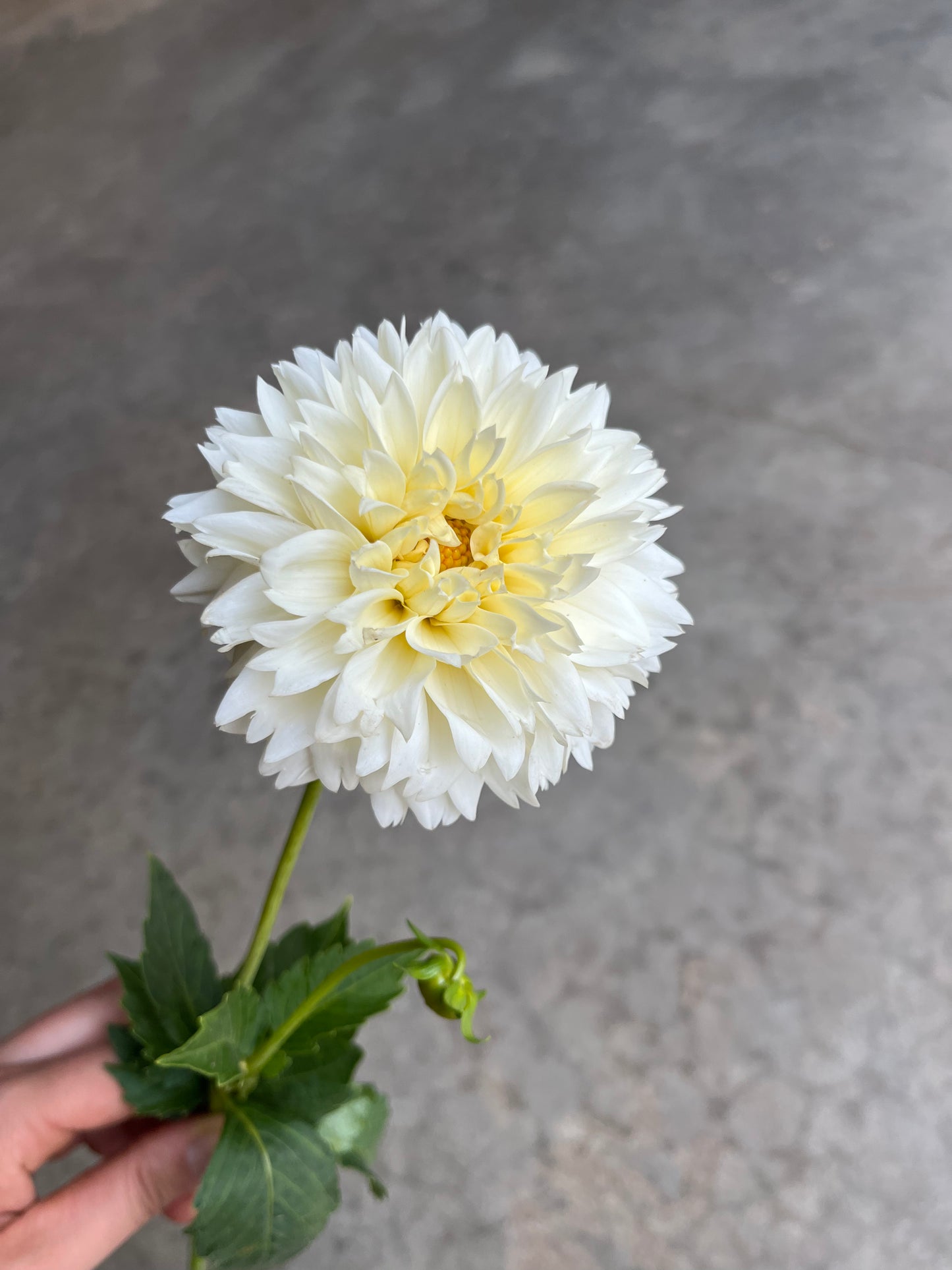 RC- Dahlia 'Ivory Lace'  (4 pack)