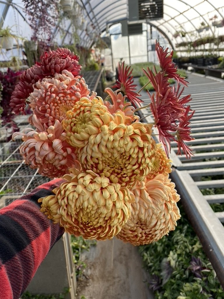 RC- Heirloom Chrysanthemum 'Apricot Alexis'